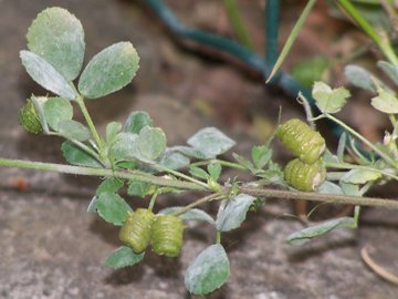 Specie di una Medicago
